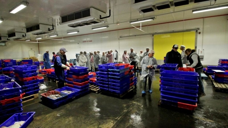 Immersion dans une criée bretonne à Erquy