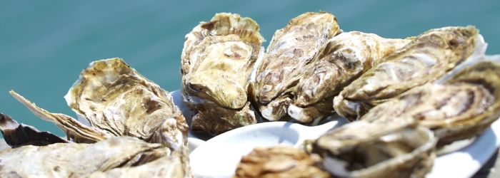 Une dégustation d'huitres au Bar à huîtres de la Maison Bouchonneau