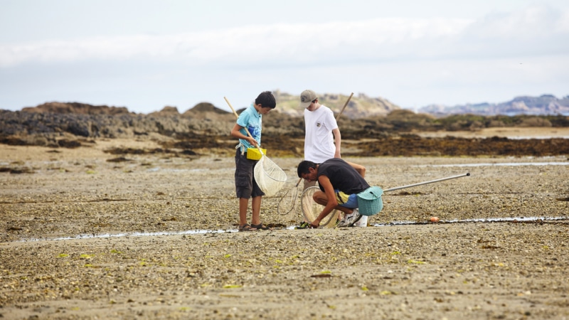 Pêche à pied sur l’estran à Callot à Carantec