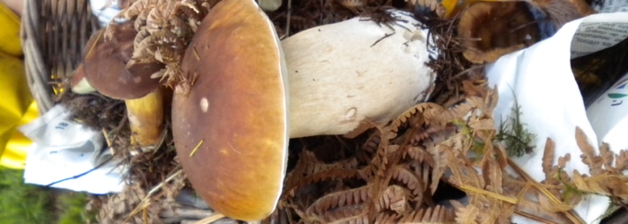 Les safaris champignons à Binic- Étables-sur-mer