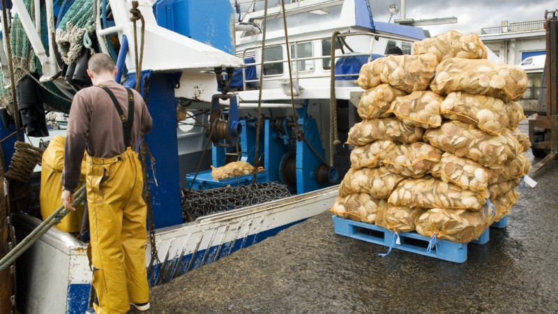 J’ai vécu le retour de pêche à la Coquille Saint-Jacques à Saint-Quay-Portrieux