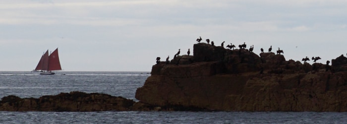 Découverte des Sept-Iles et sa réserve ornithologique