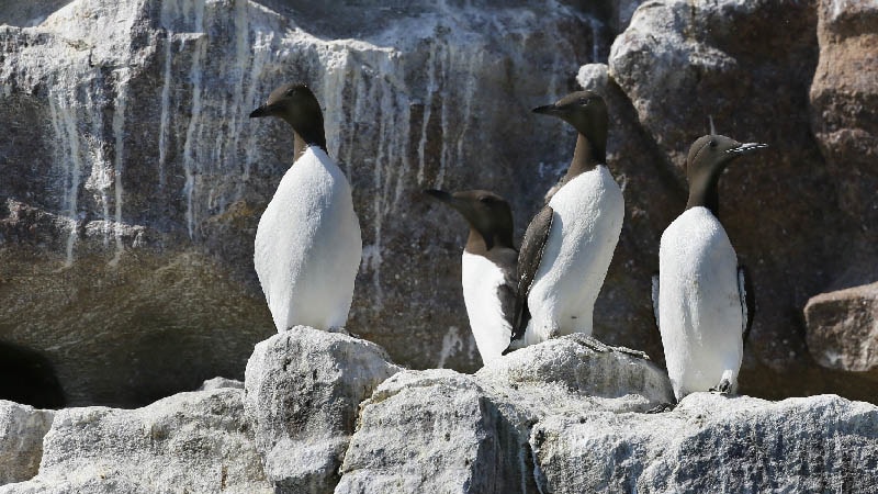 Guillemots  dans la réserve Marine Cap d'Erquy - Cap Fréhel