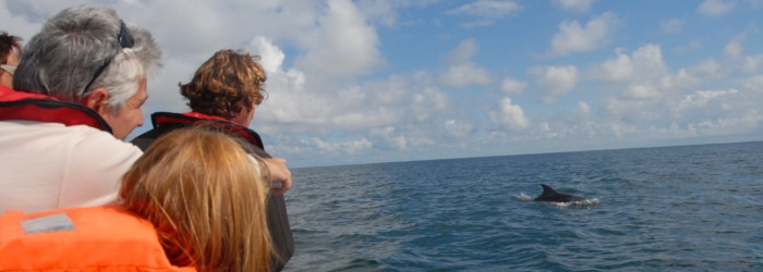 Faire une balade en bateau en baie du Mont Saint-Michel pour voir les dauphins