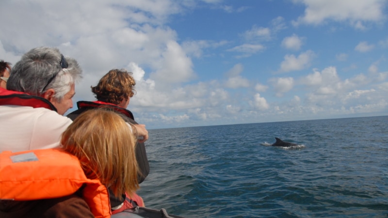 Rencontrer les dauphins à Cancale !