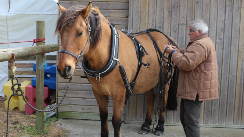 Et si on découvrait Plouguerneau en calèche Breizhenson ?!