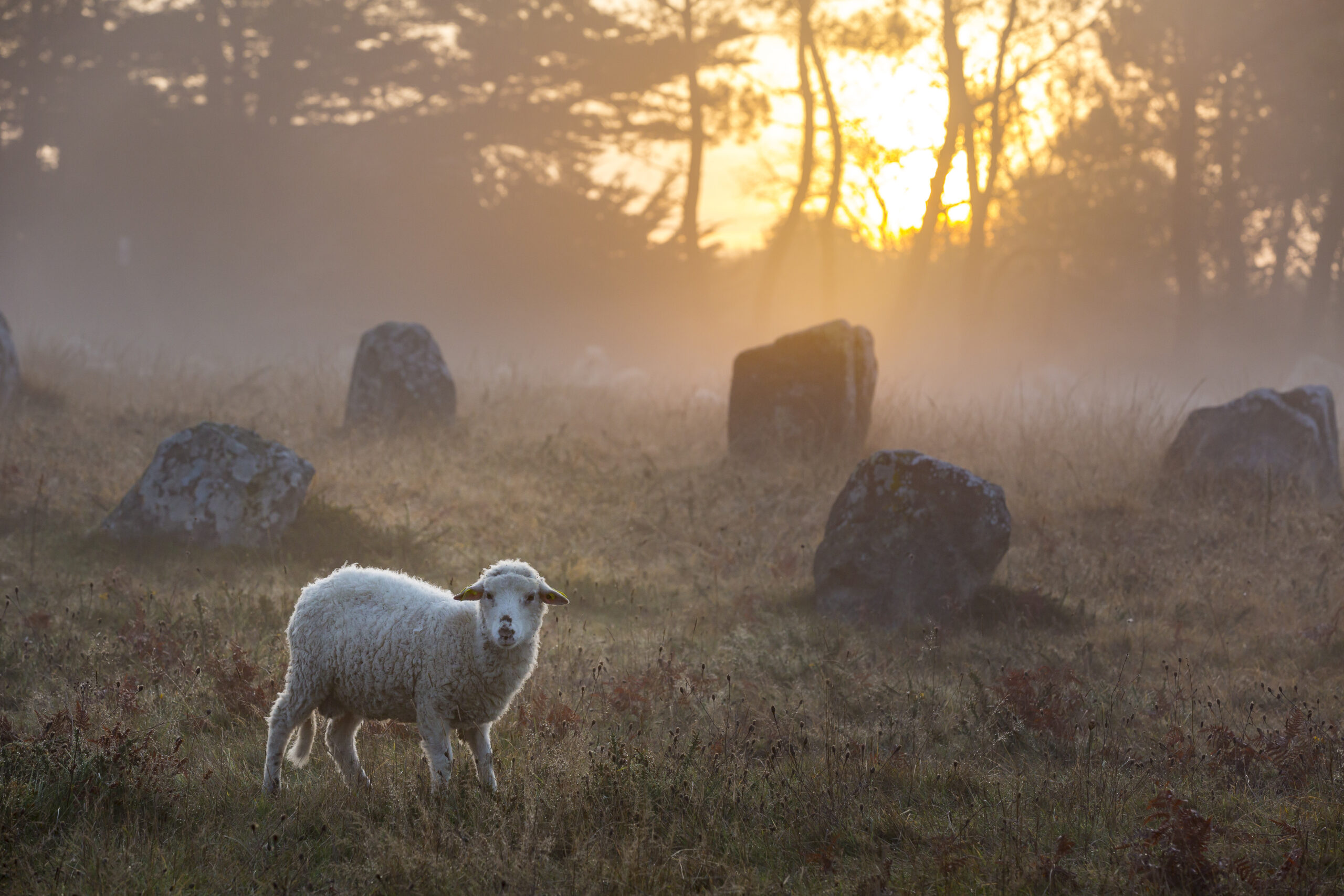 Profiter d’un séjour simplement nature à Carnac