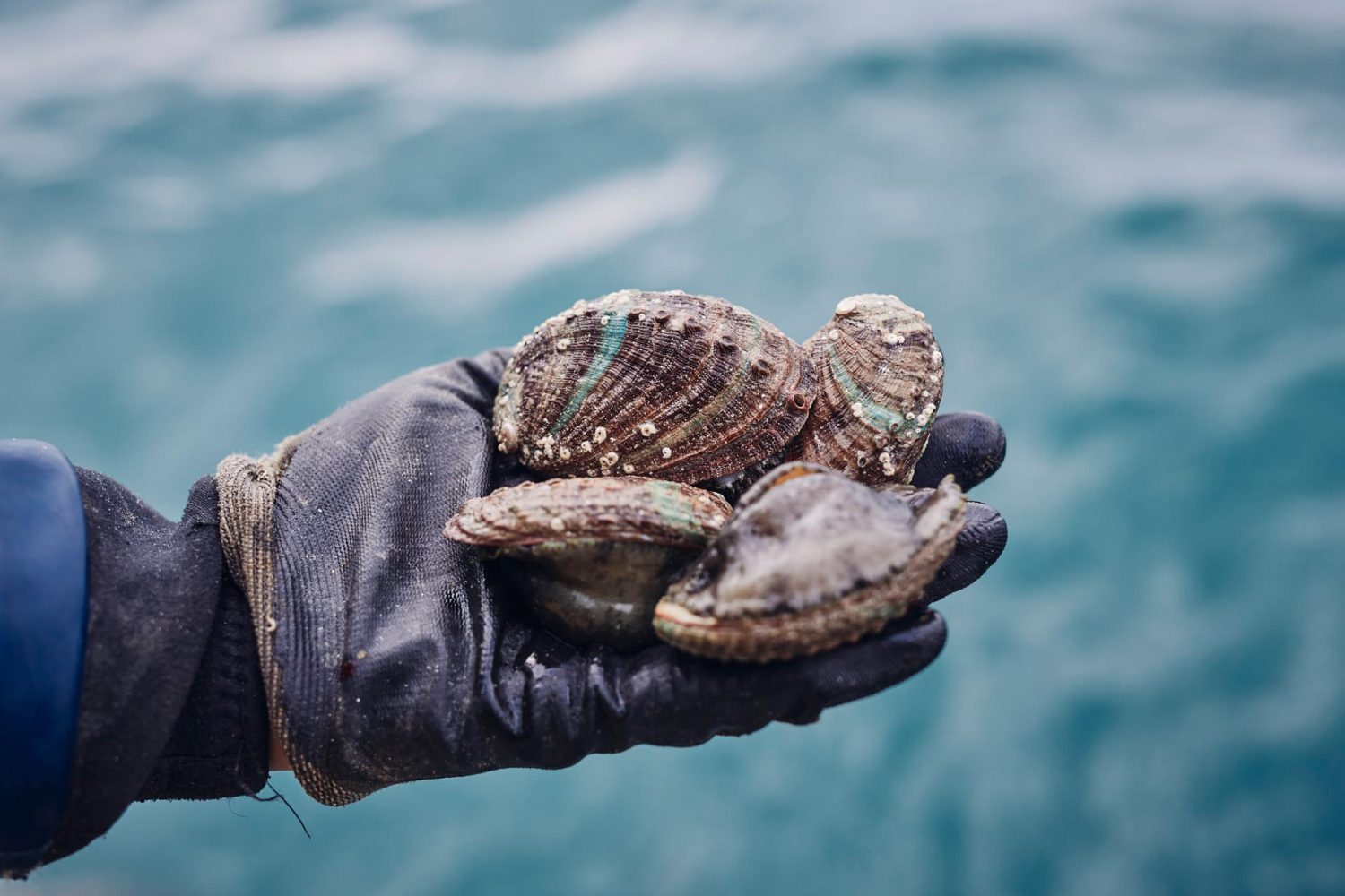 Aquaculture durable en Bretagne
