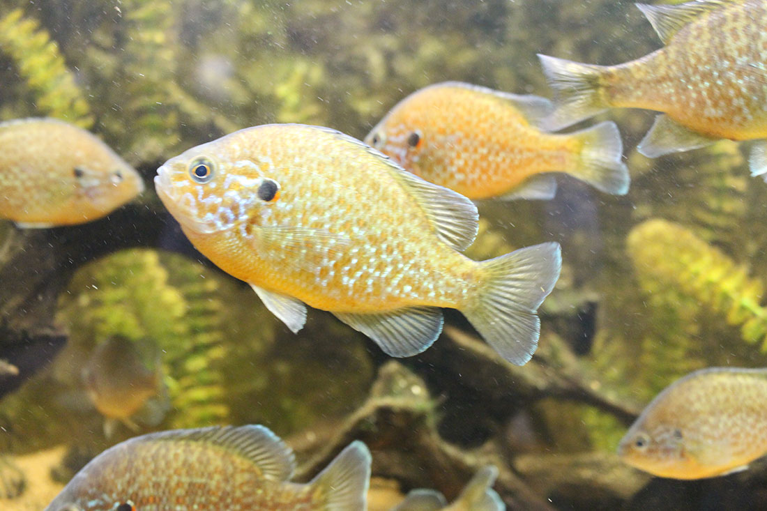 L'Aquashow