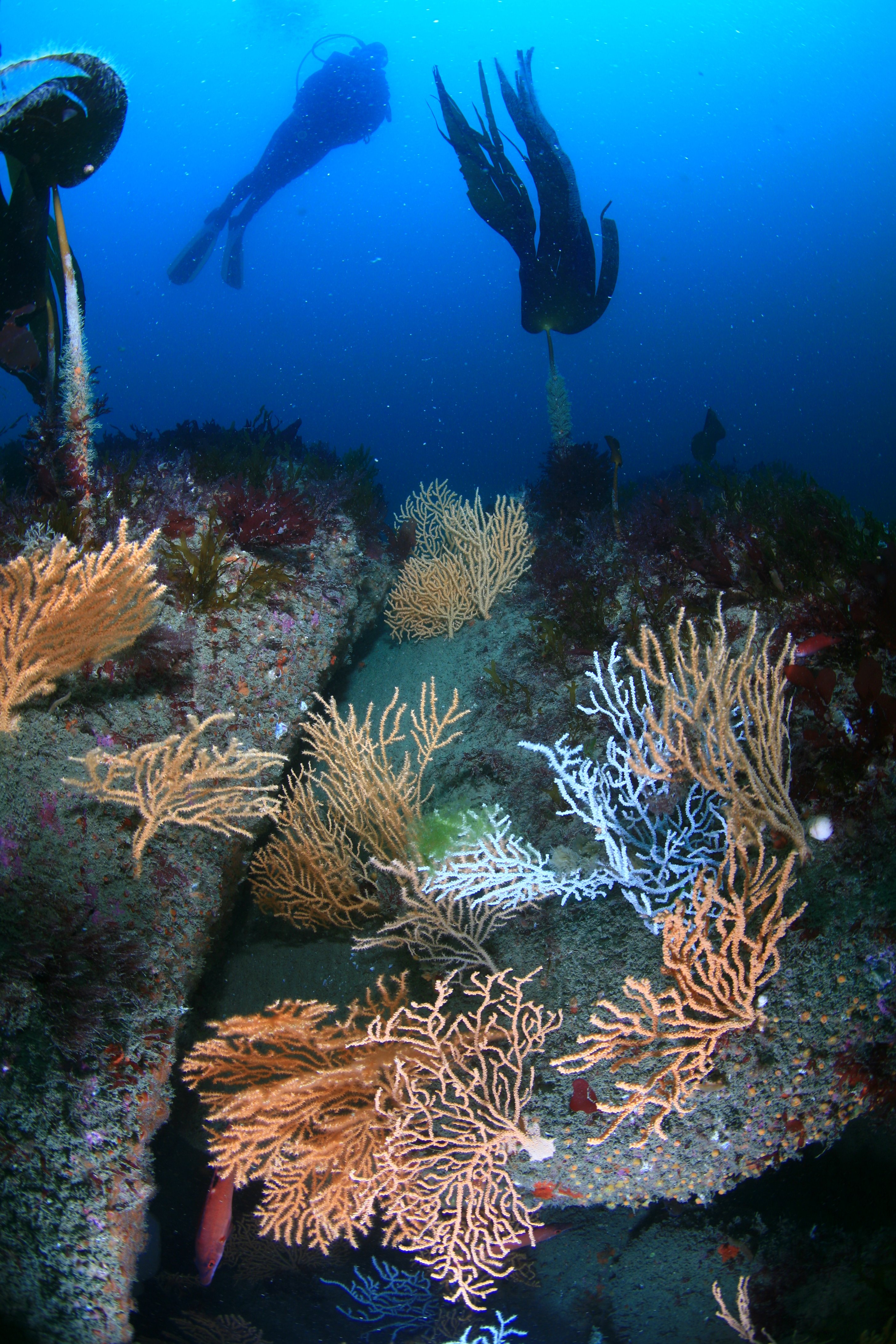 Plongée avec Carantec Nautisme