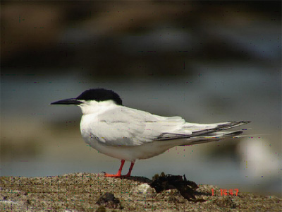 Réserve ornithologique de la Baie de Morlaix