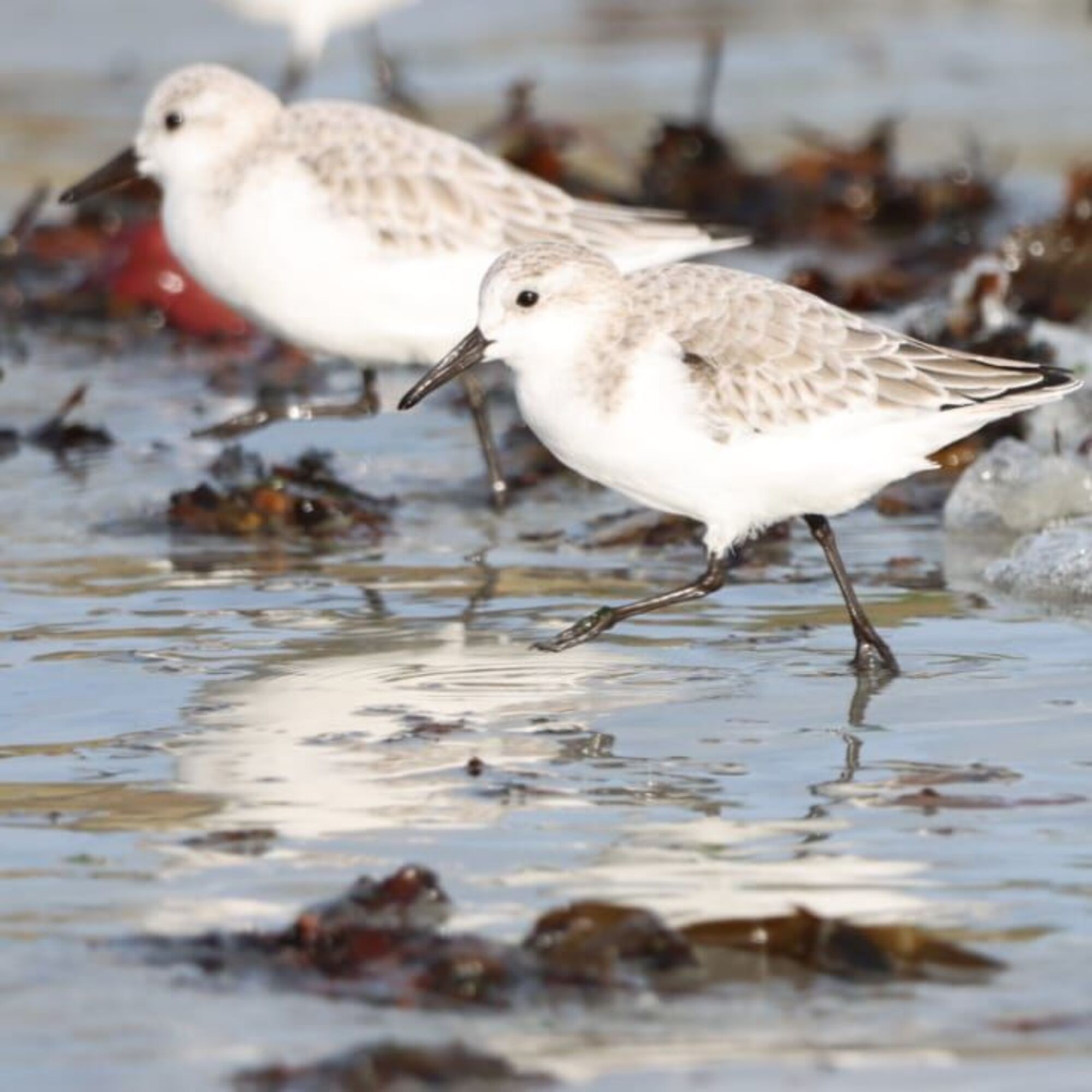 Roscoff Birding Nature