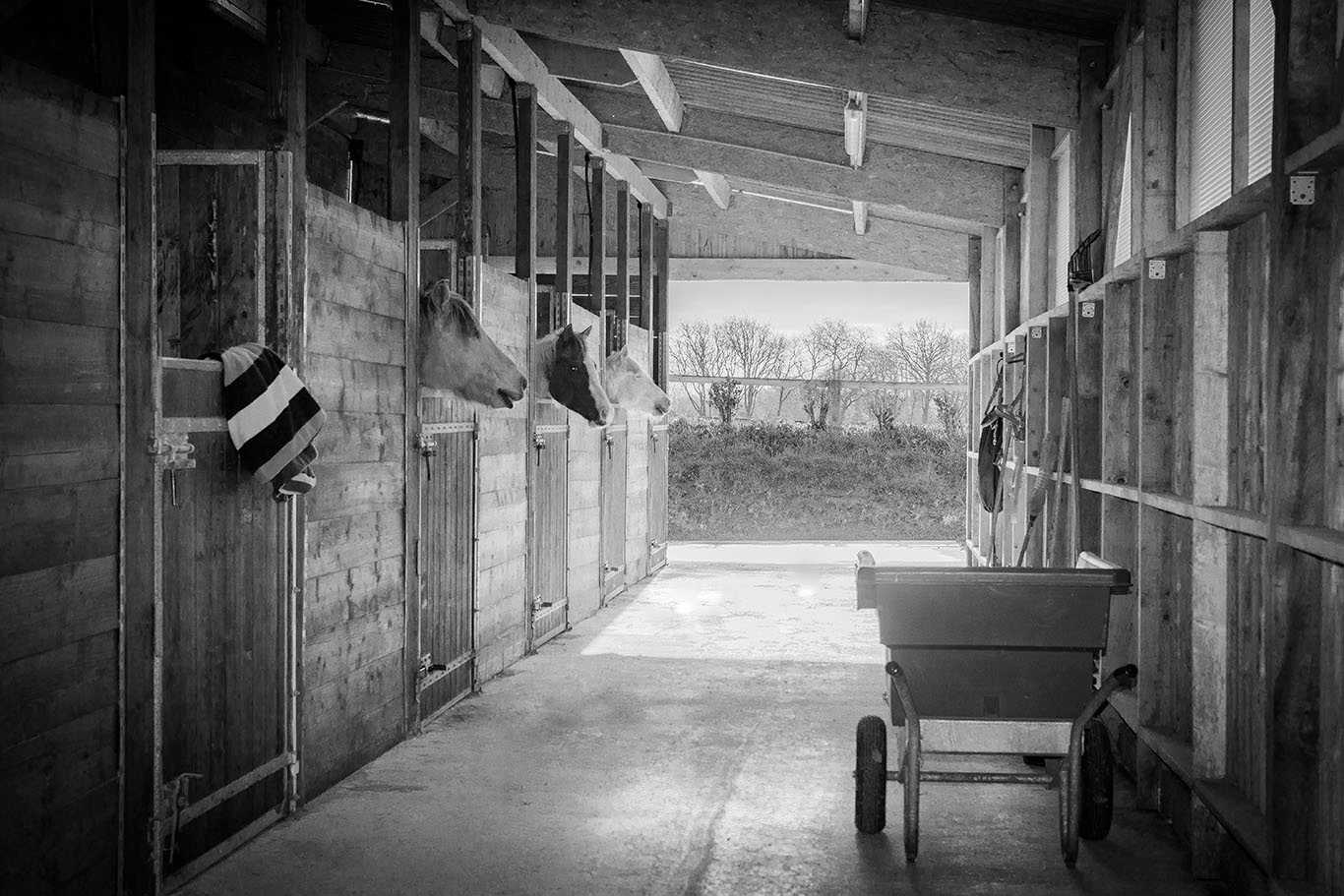 Haras de la Mer Blanche