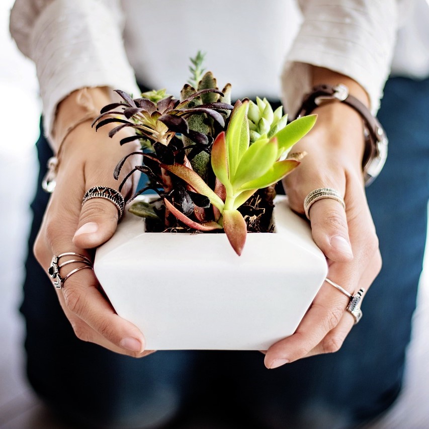 Troc de plantes du Haut Pénestin